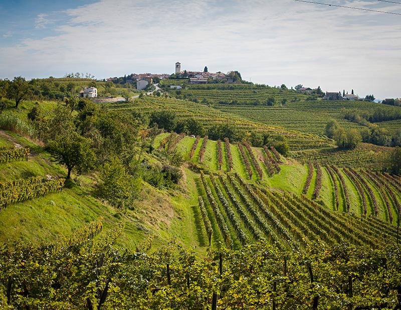 Vineyards in Goriška Brda, Slovenia, popular stop on self-guided cycling tours through wine country.